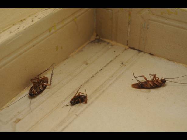 Cucarachas en forma permanente son avistadas en el lugar
